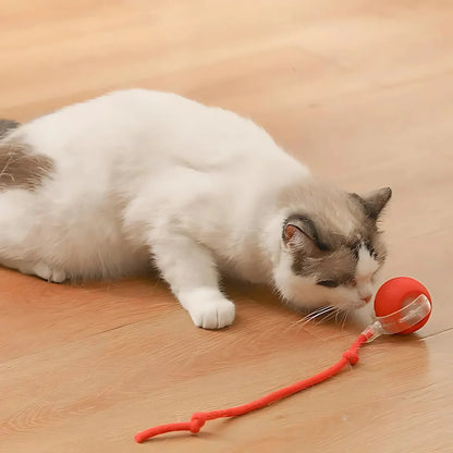 PurrPlay 2.0 Smart Cat Rolling Ball